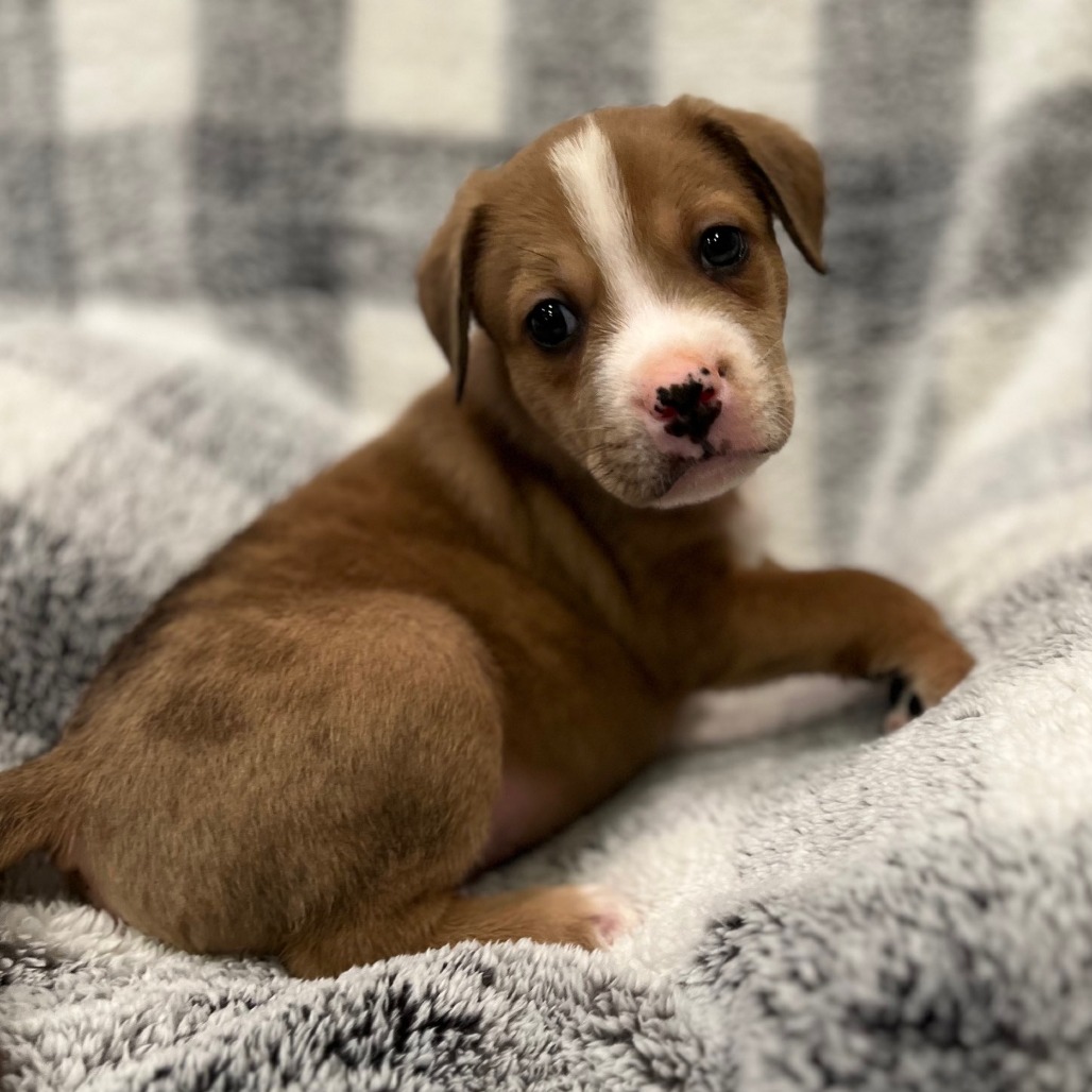 Misty's Pup- Bagel — thumbnail 3