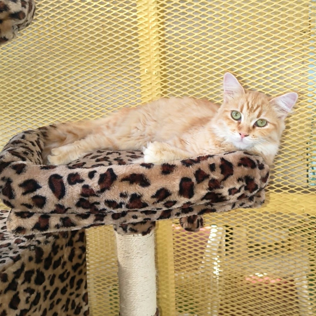 PUMPKIN - Domestic Shorthair available for adoption