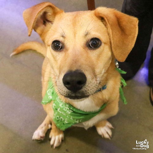 MIRABELLE - Collie / Retriever, Labrador available for adoption