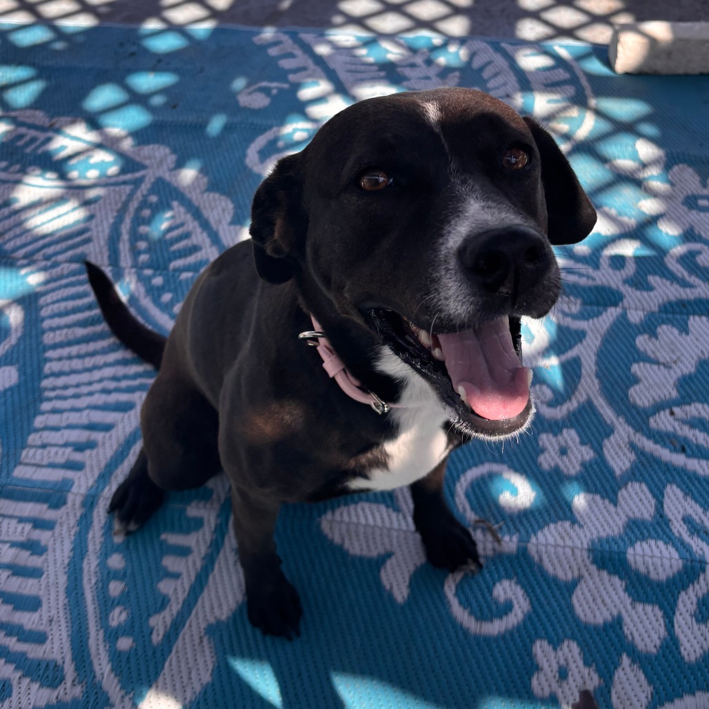Molly photo 3