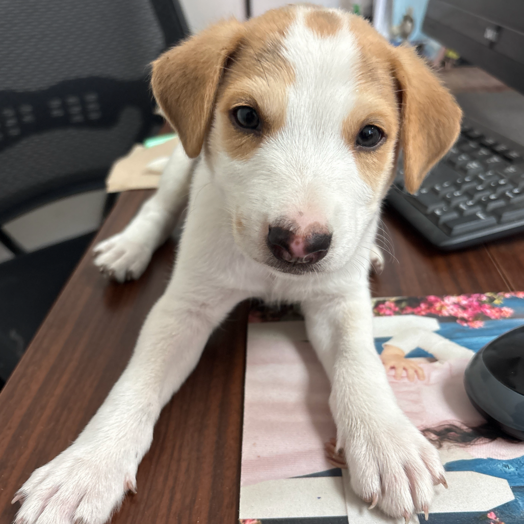 Cole, available for adoption at PVAS
