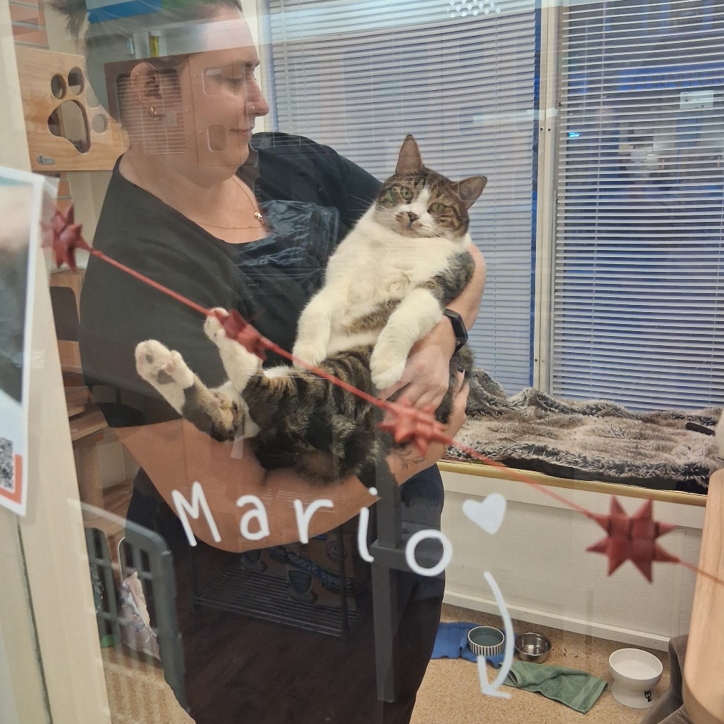 Mario & Luigi, photo 21