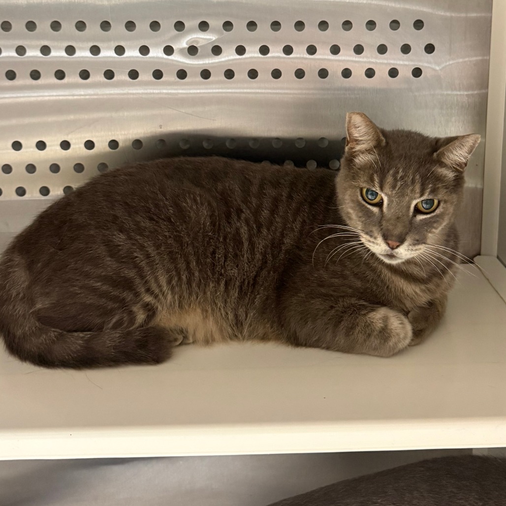 PAPI - Domestic Shorthair available for adoption