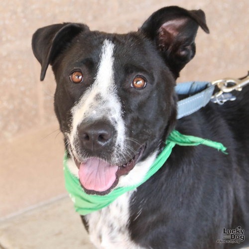 PRETTY - Retriever, Labrador / Terrier available for adoption