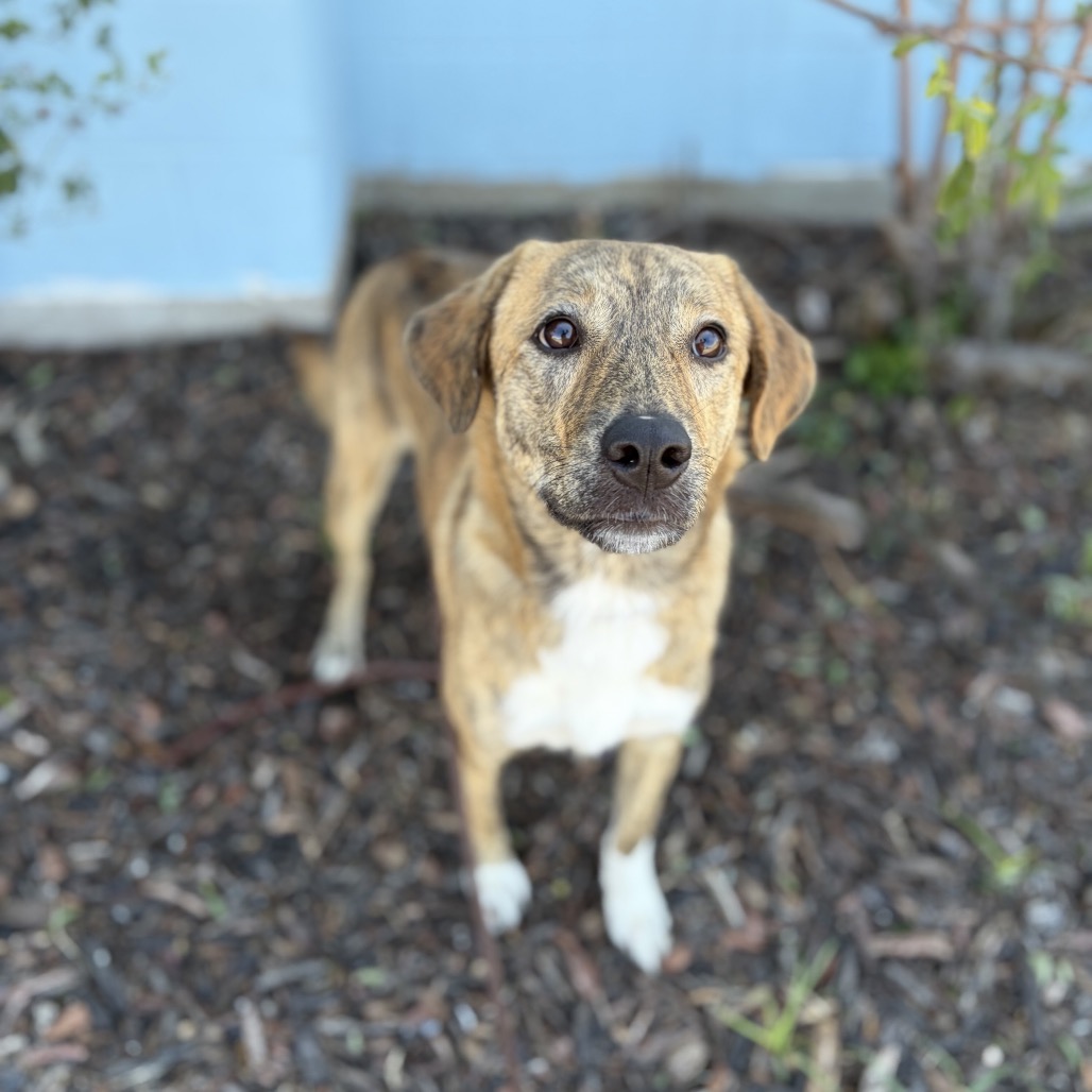 Ruby 26-10-016, photo 10
