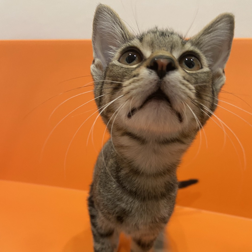 LOUIS - Domestic Shorthair available for adoption