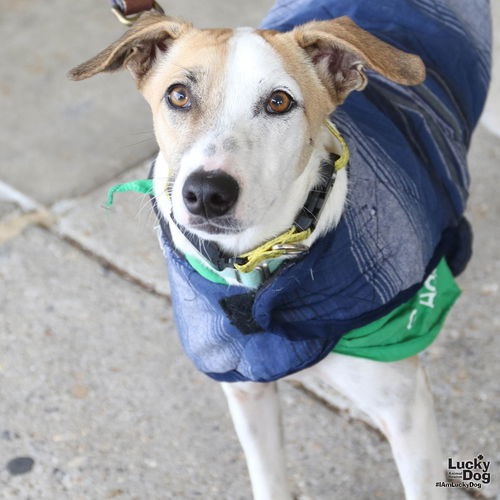 PETER - Retriever, Labrador / Hound available for adoption