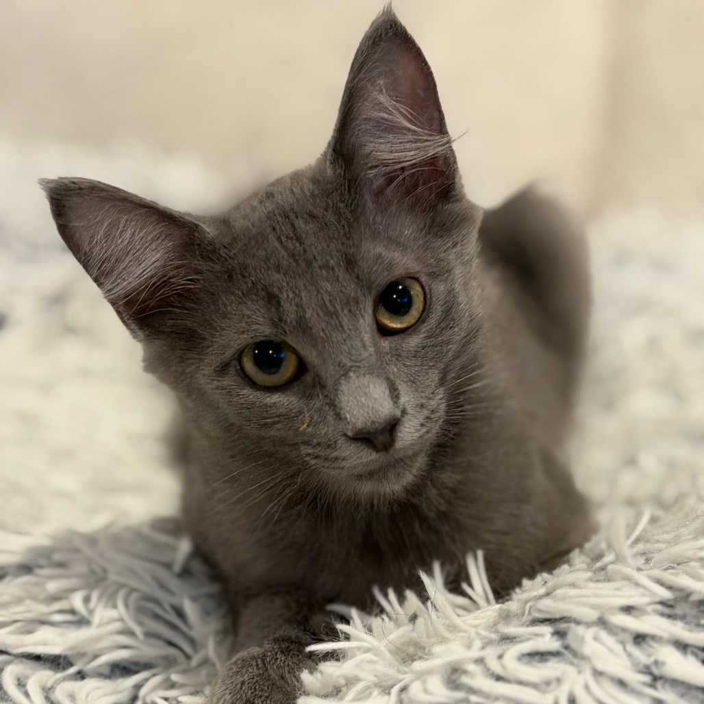 HITCH - Domestic Medium Hair available for adoption