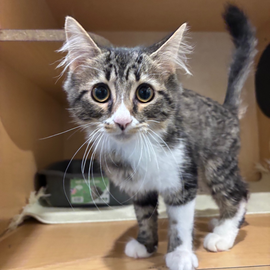 BOB THE BUILDER - Domestic Medium Hair available for adoption