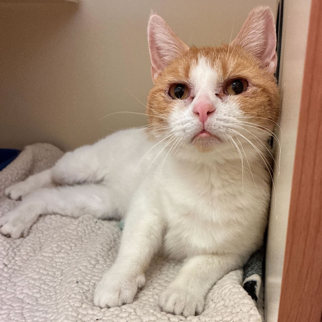 COOKIE - Domestic Shorthair available for adoption
