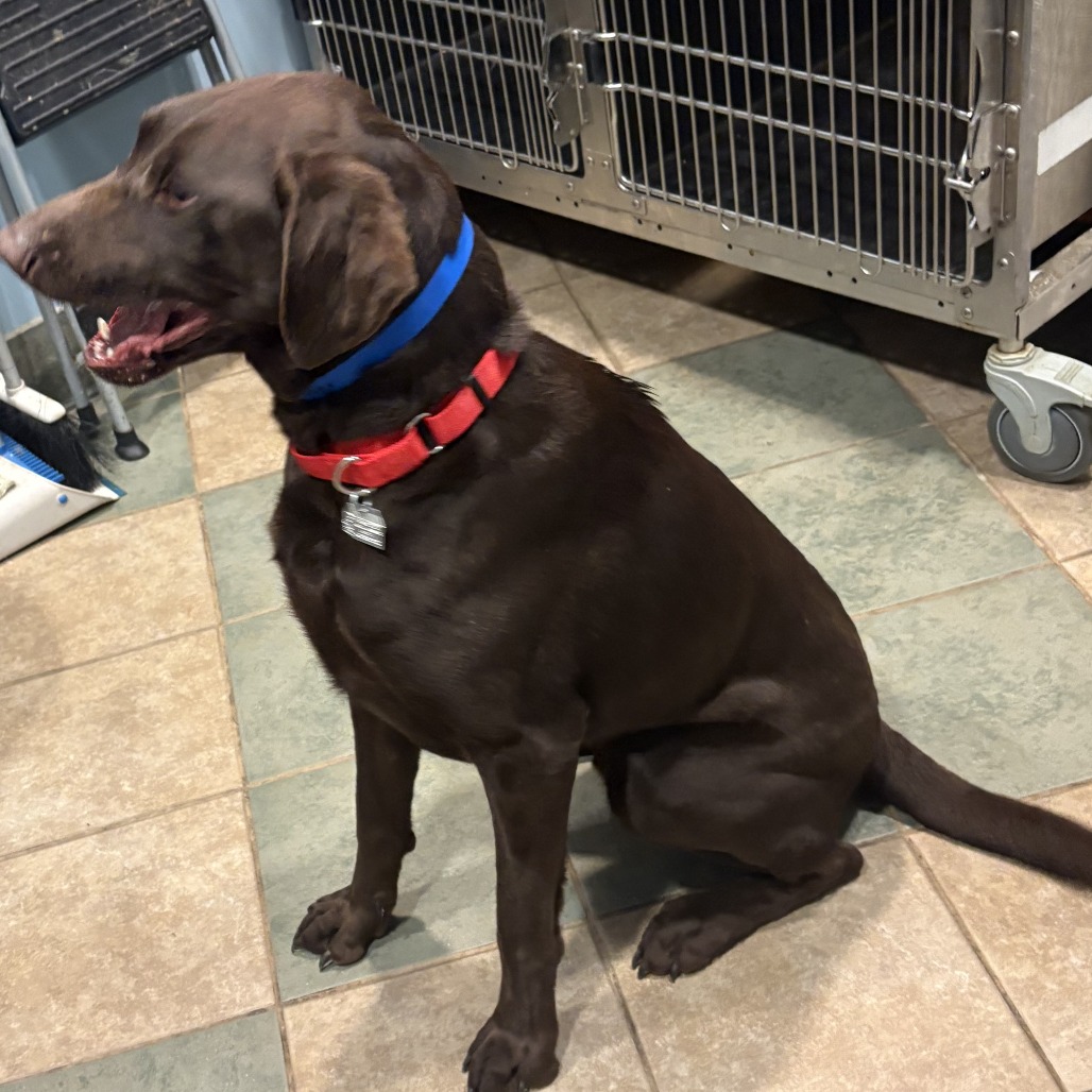 Homer — thumbnail 6