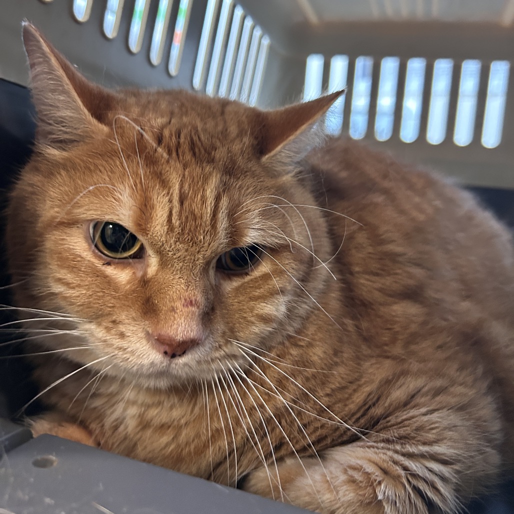 CHEDDAR - Domestic Shorthair available for adoption