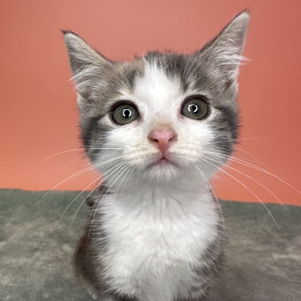 SILVER DOLLAR - Domestic Shorthair available for adoption