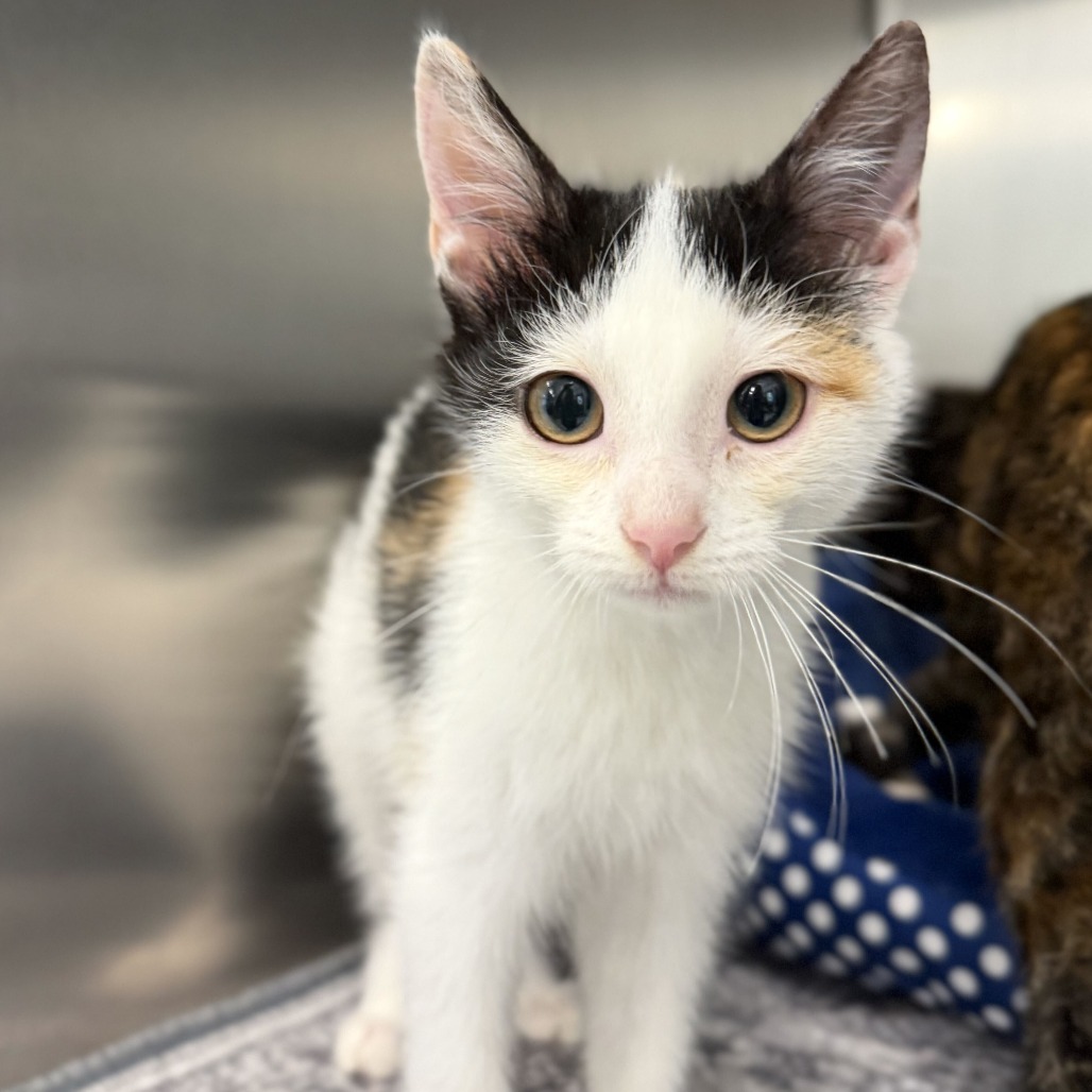 SHORTCAKE - Domestic Shorthair available for adoption
