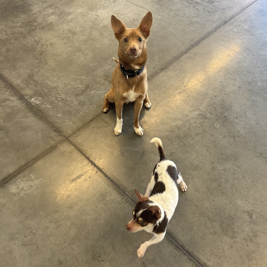 Photo of Aussie and Zeplin 11