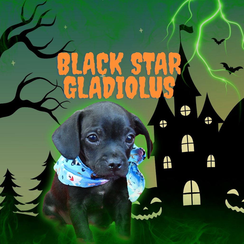 BLACK STAR GLADIOLUS - Pug / Mix available for adoption