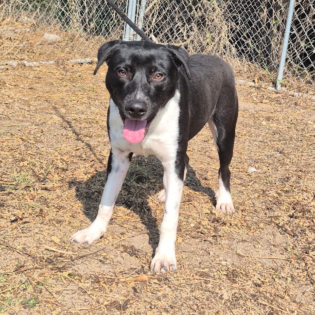 DIPPER - Retriever / Labrador available for adoption