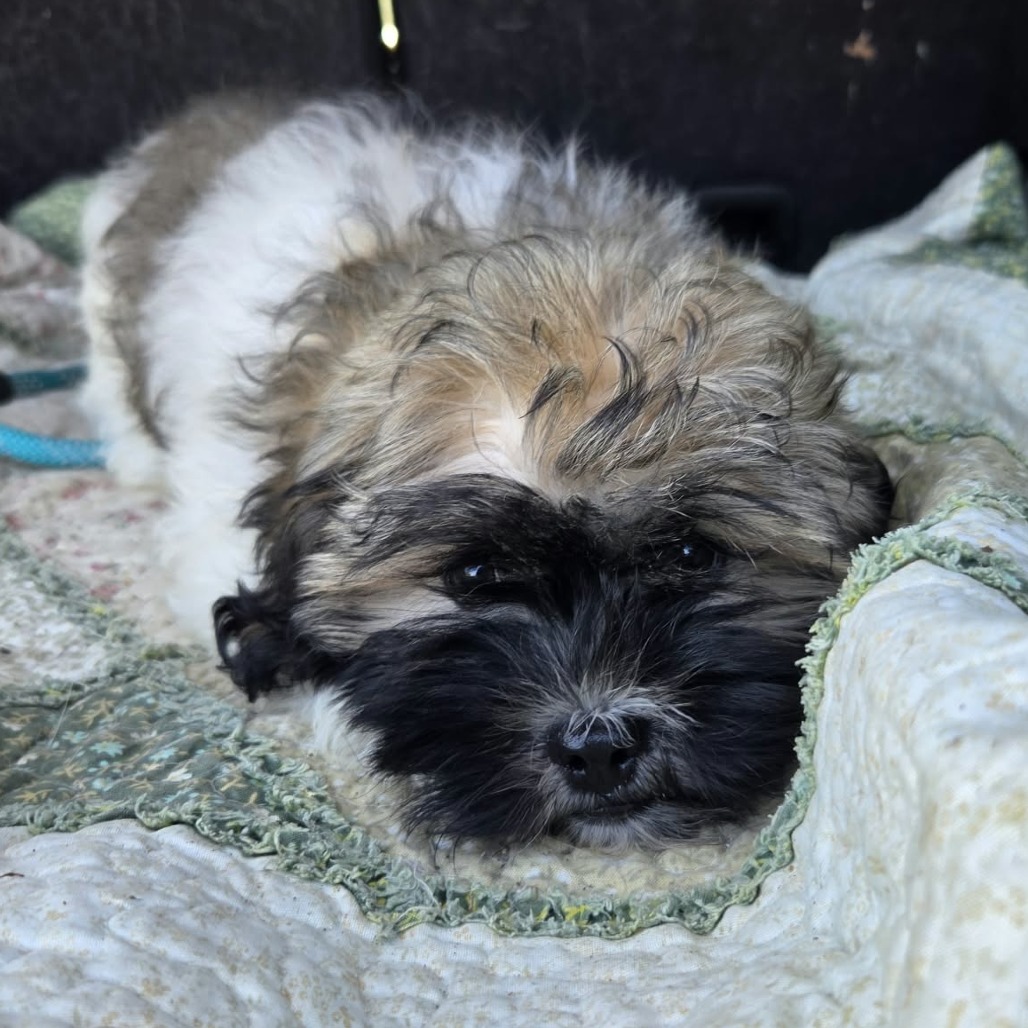 Zig Zag, a Shih Tzu / Mixed Breed (Small)