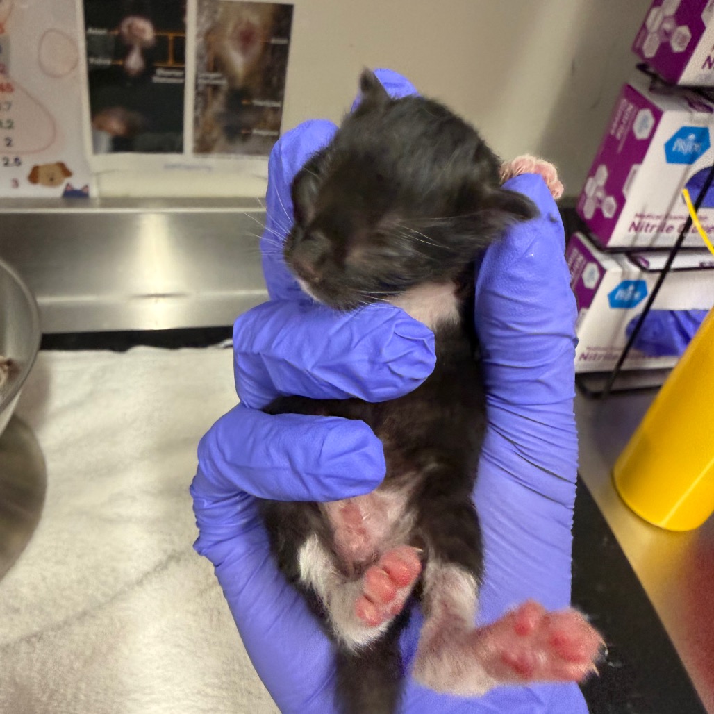 BOO - Domestic Shorthair / Exotic Longhair available for adoption
