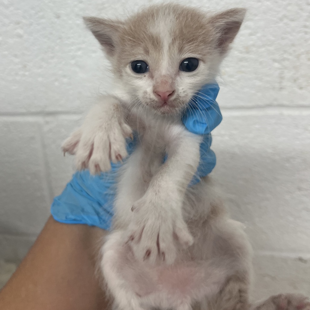 CEDRIC - Domestic Shorthair available for adoption