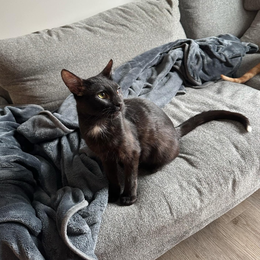 Moonlight — thumbnail 5