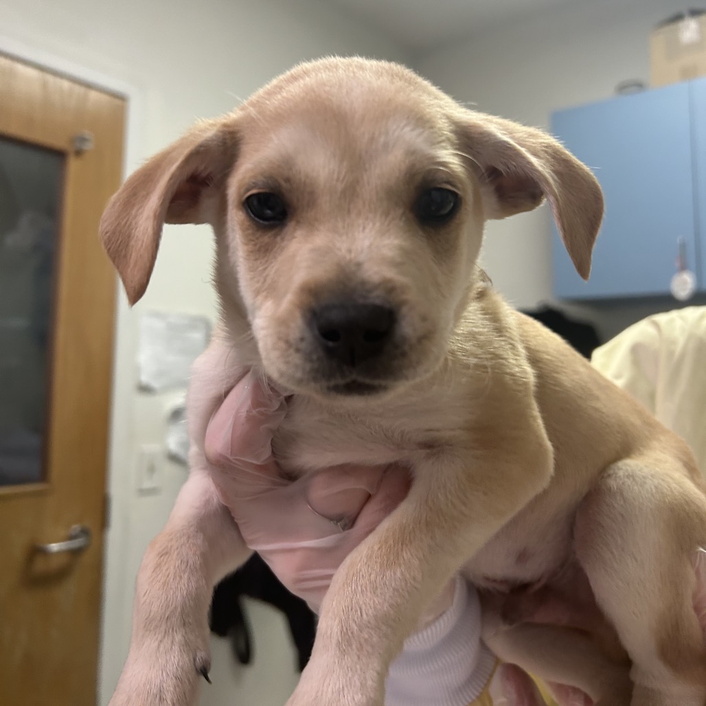 Savage — thumbnail 3