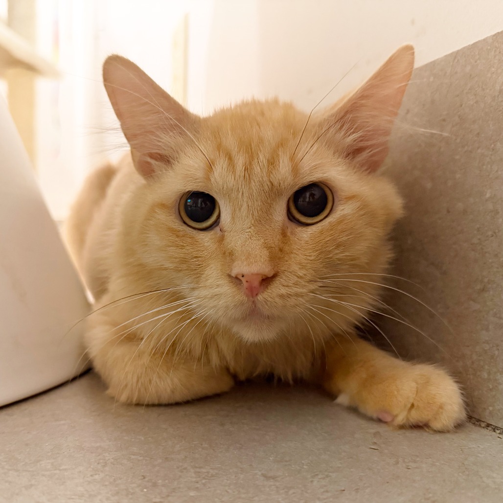 JOHNNY WALKER - Domestic Longhair available for adoption