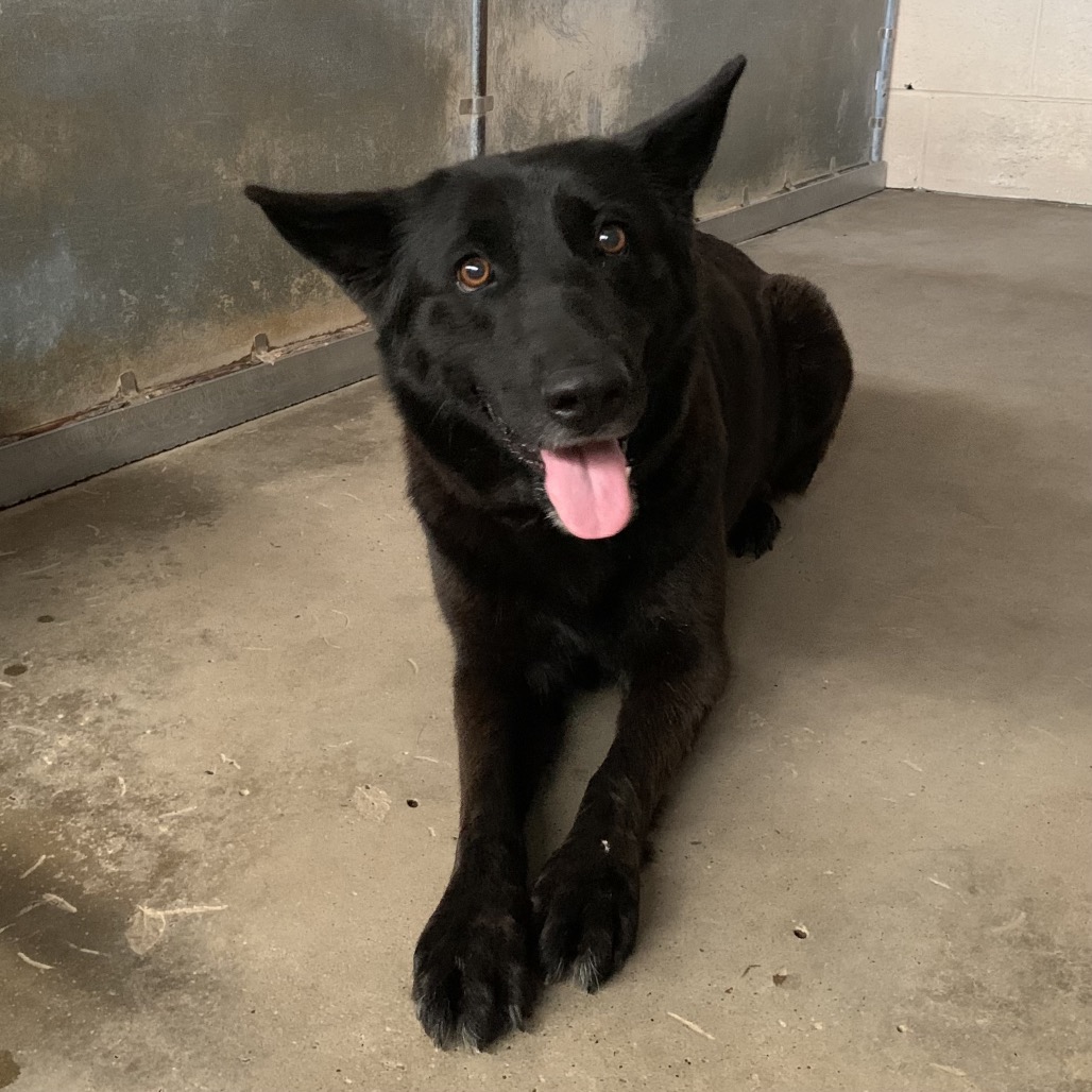 LATTO - Shepherd, German / Mix available for adoption