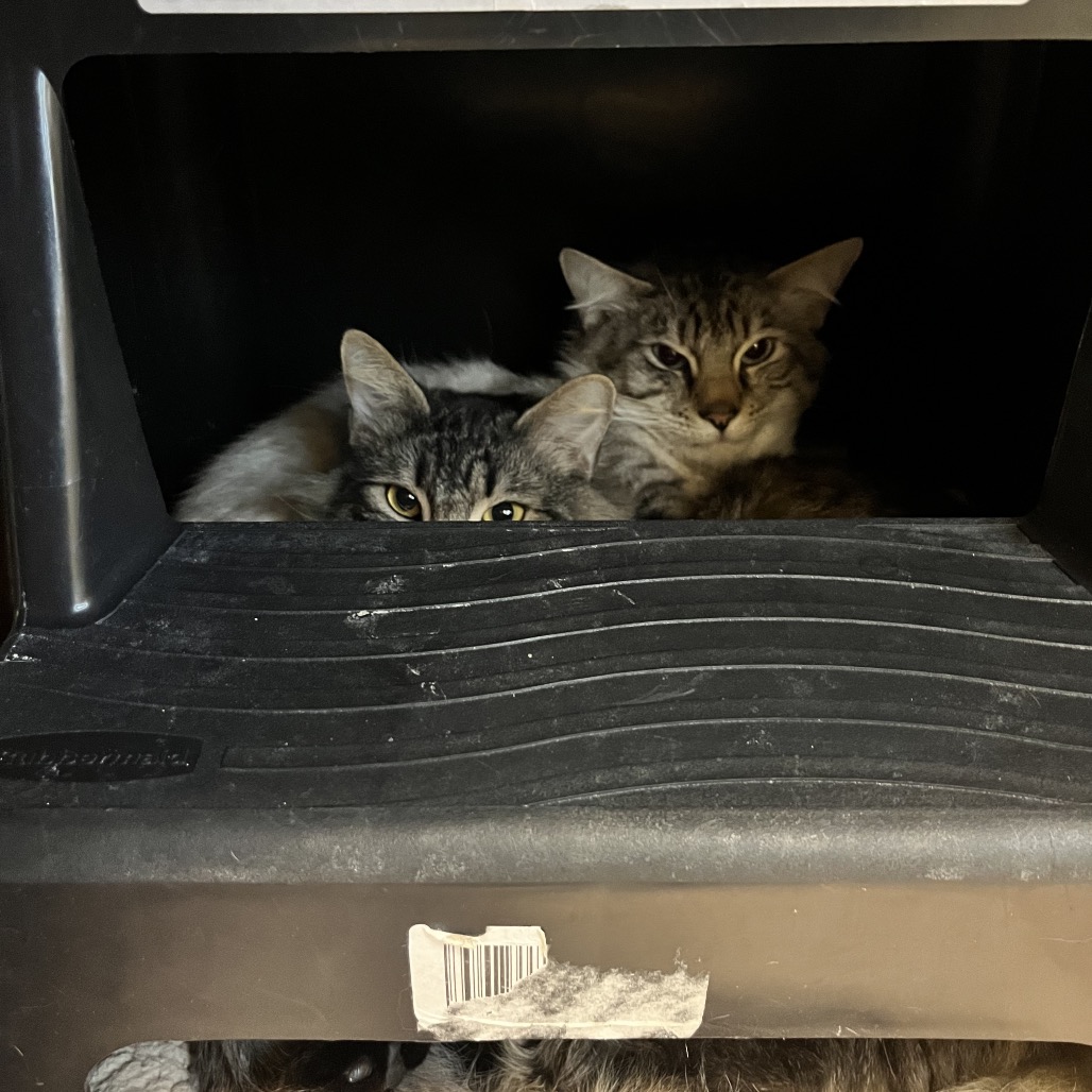 Photo of Cloudy Cat and Lightning 4