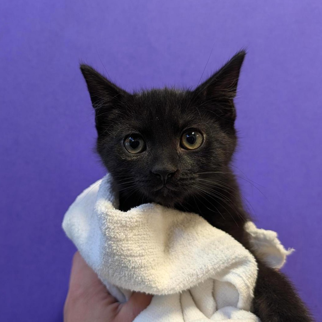 LAPTOP - Domestic Shorthair available for adoption