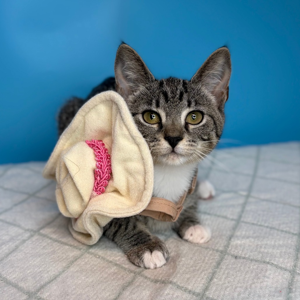 HALLEY - Domestic Shorthair available for adoption