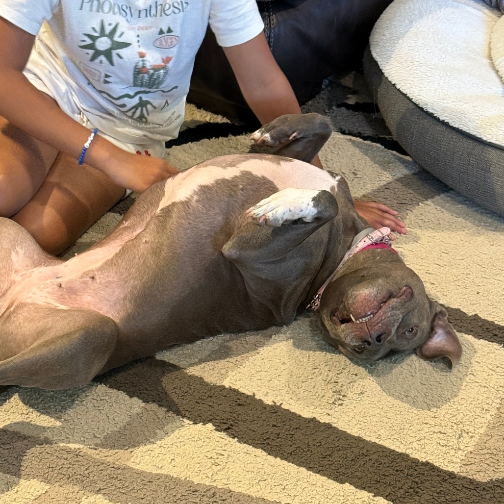 BREE - Terrier / American Pit Bull available for adoption