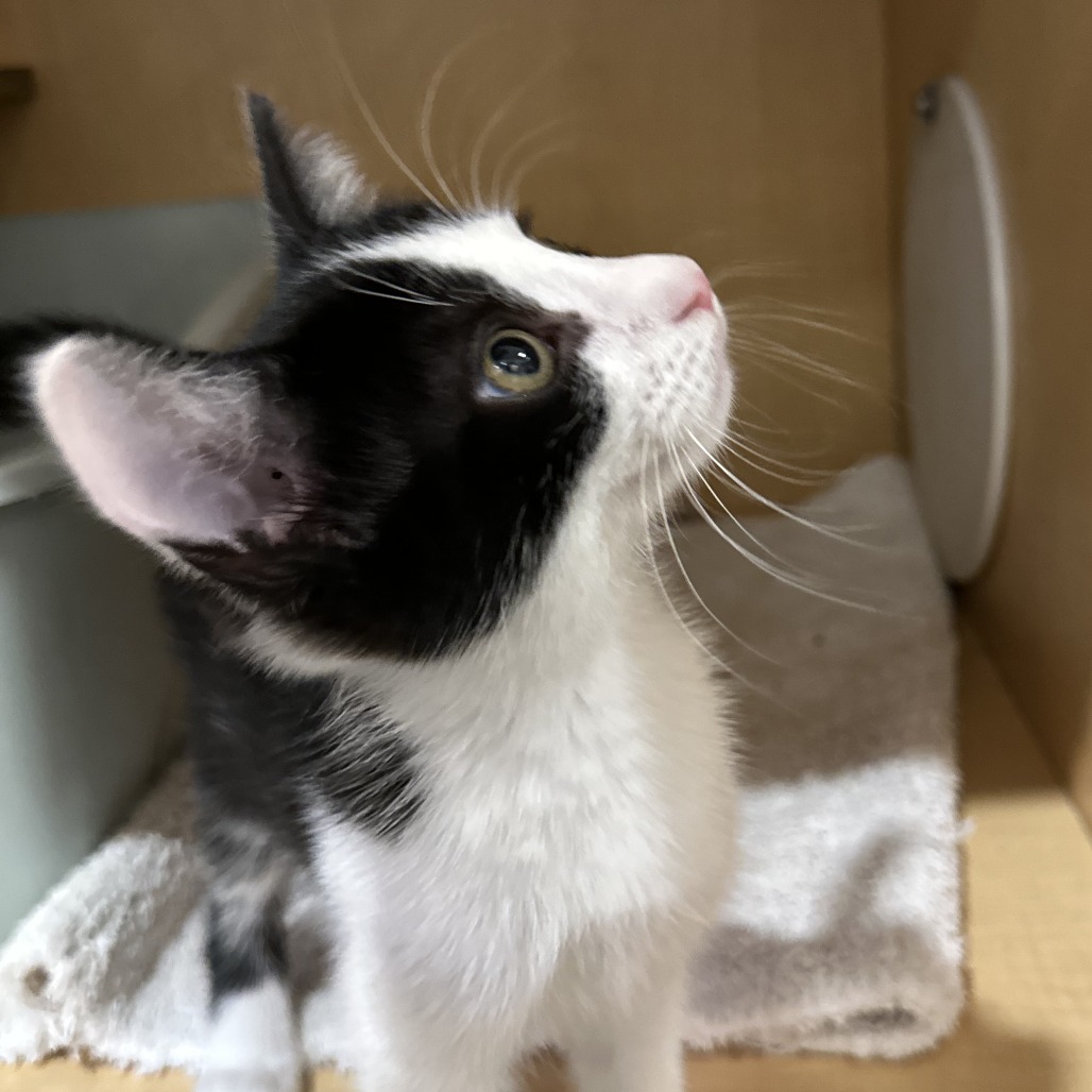 DESERT RAIN FROG - Domestic Shorthair available for adoption