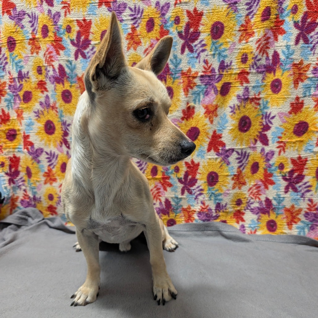 Gordon — thumbnail 4