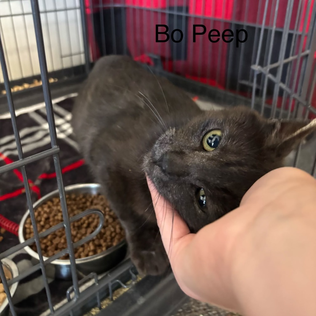 12733