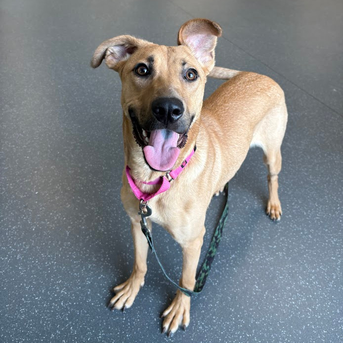 Photo of Artemisia 9