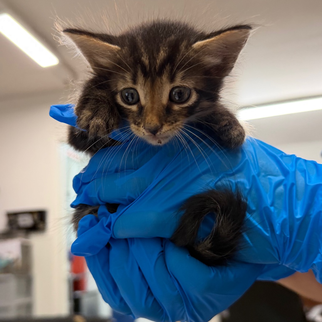 JERRY - Domestic Shorthair available for adoption