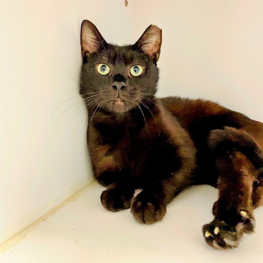 Ebon — thumbnail 4