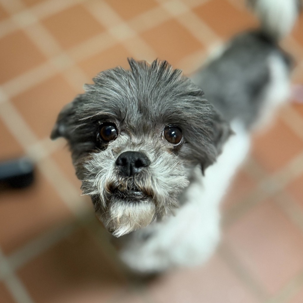 Gromit, additional photo