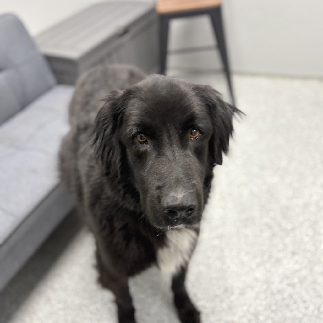 Scout, photo 8