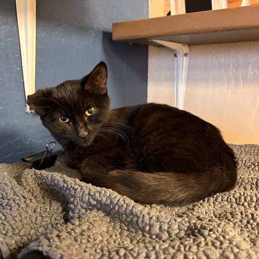 Hawk: Male 5 Domestic Shorthair