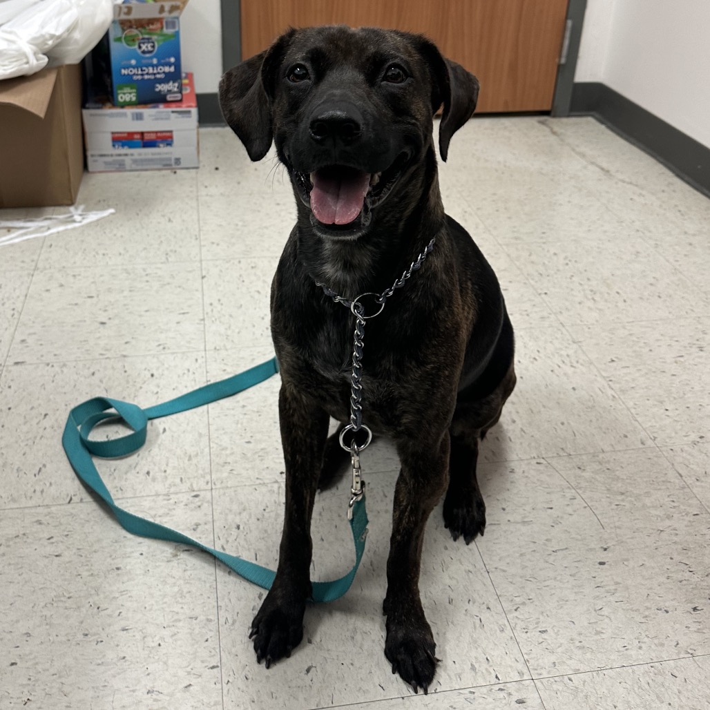 Photo of Nena , available for adoption at PVAS