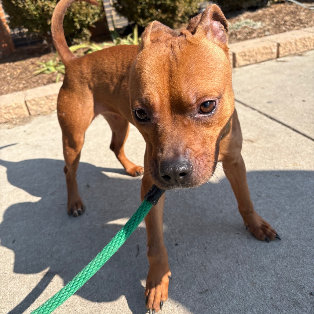 Graham — thumbnail 2