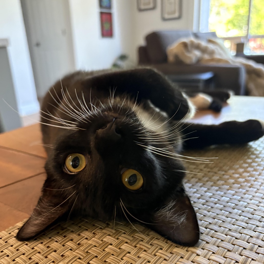 Dimitri (blue collar) - Domestic Shorthair