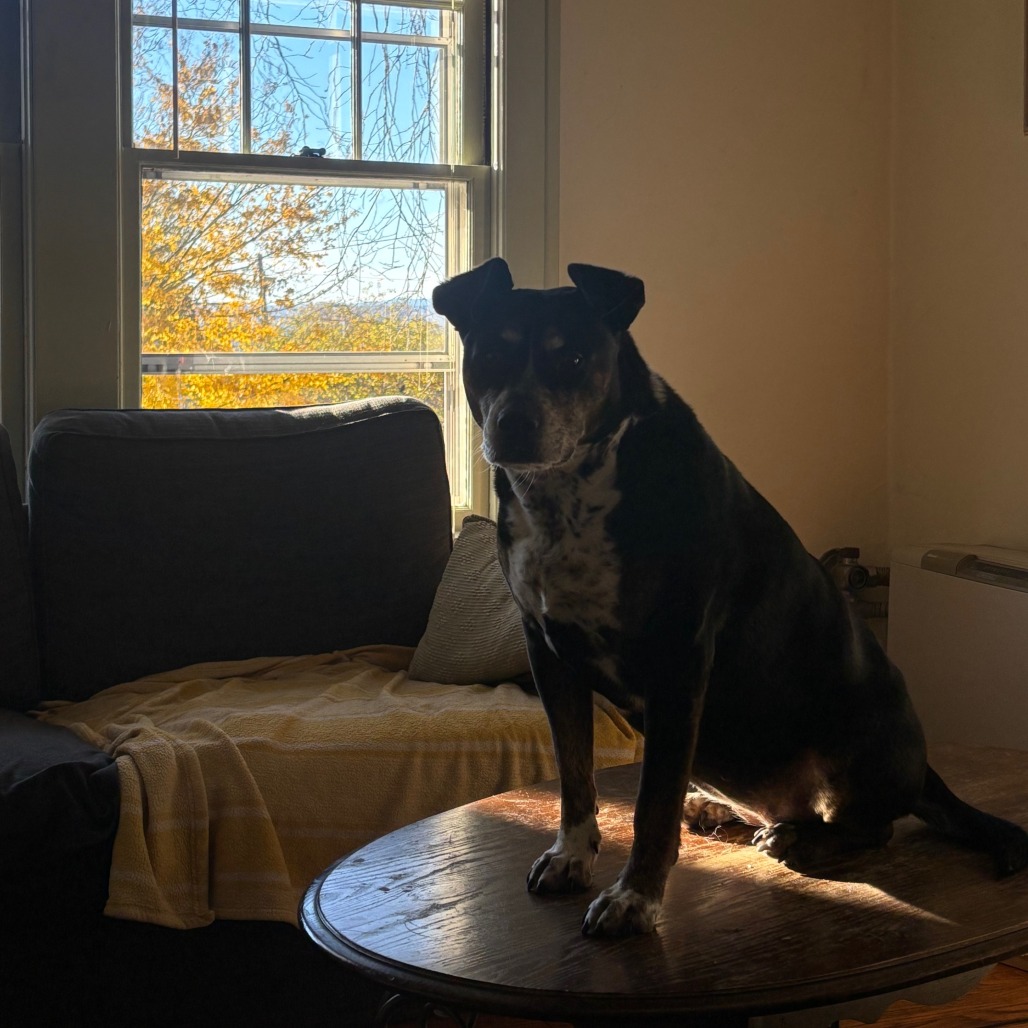 Mocha, photo 21