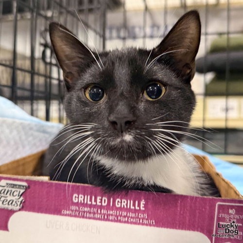 LENNOX - Domestic Shorthair available for adoption