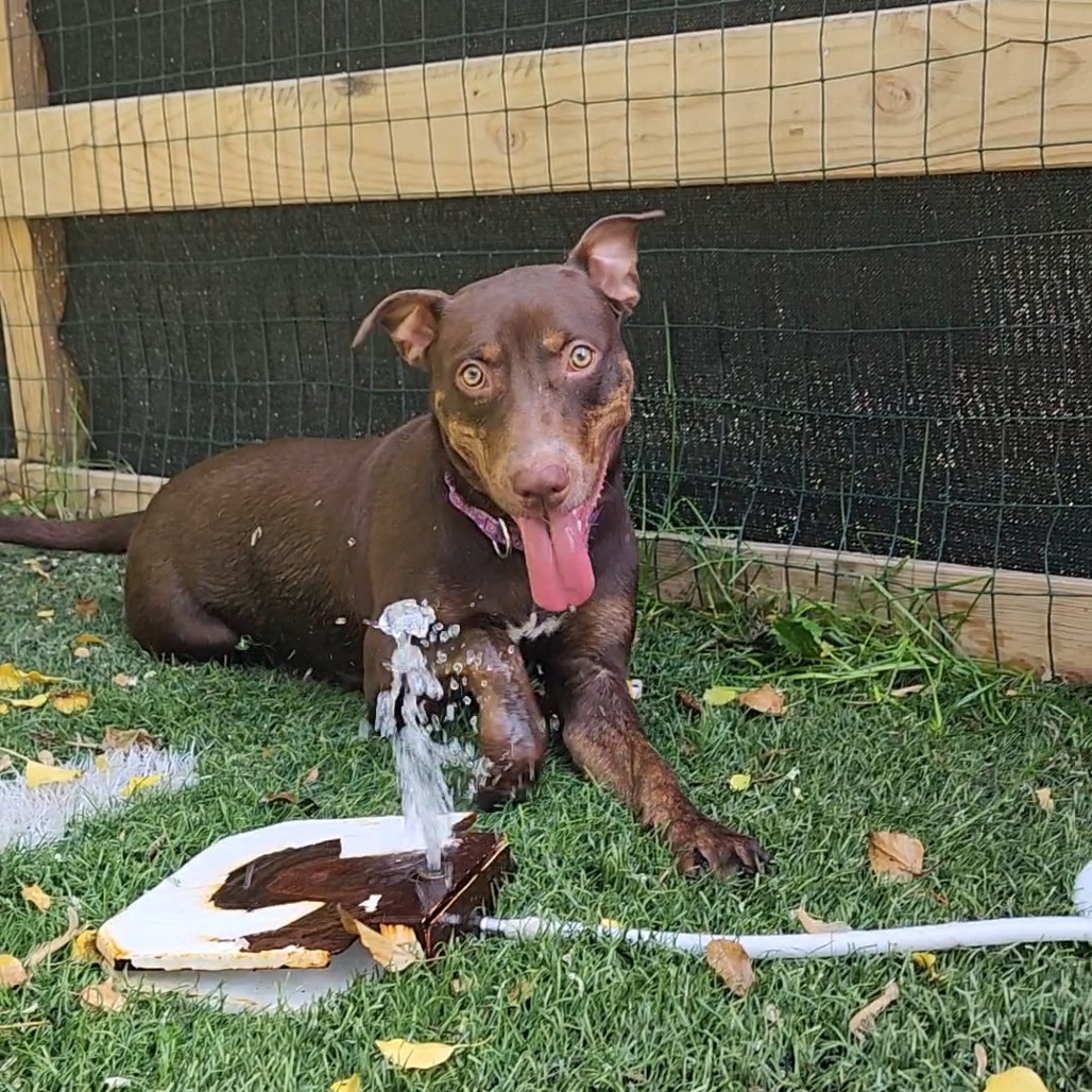 QUEEN CHARLOTTE - Pinscher, Doberman / Retriever, Labrador available for adoption