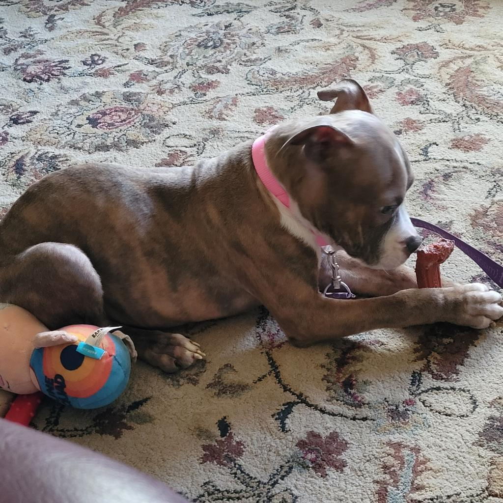 Romeo — thumbnail 3