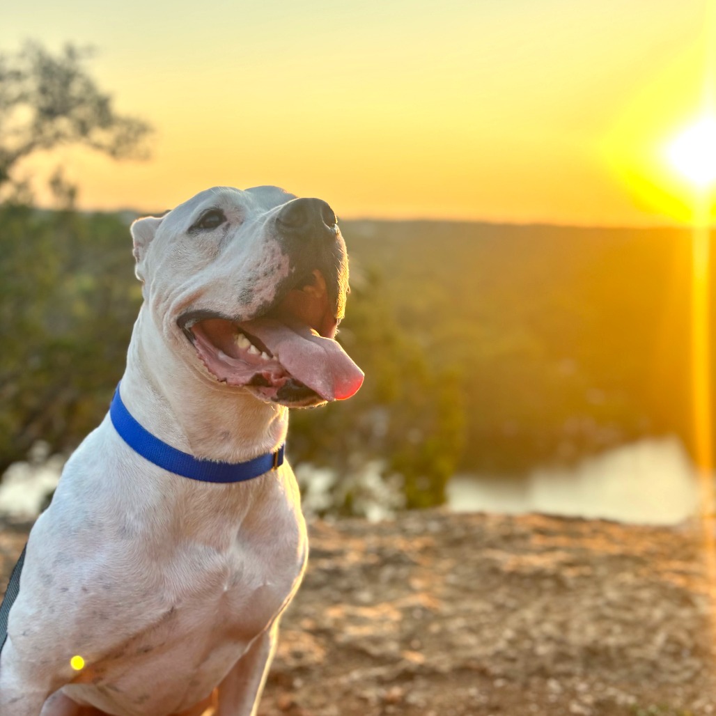 French Fry, adoptable senior dog