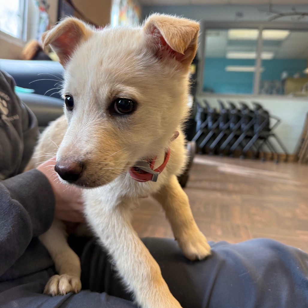 Honey Butter — thumbnail 3